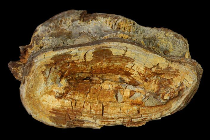 Cretaceous Swordfish (Protosphyraena) Vertebra - Kansas #136489